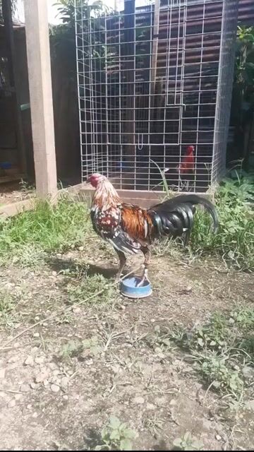 Video from RCO and Son's GameBirds's post