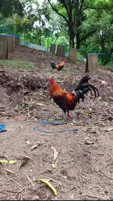 Video from JMC 1S1K Gamefarm's post