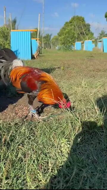 Video from TAMARAW GAMEFOWLS's post