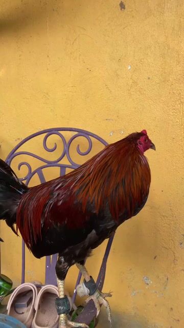 Video from Jokjok Gameyard's post