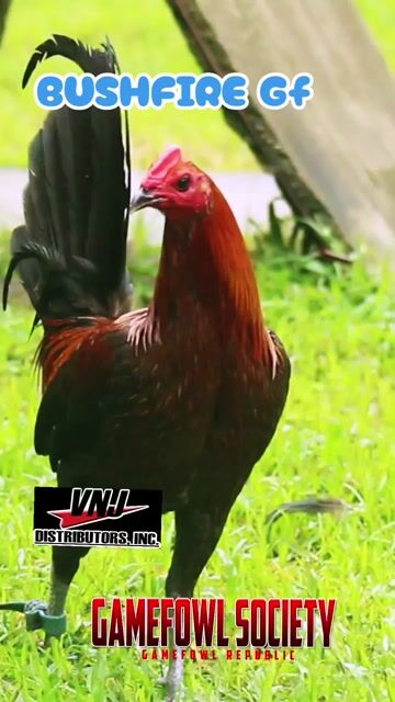 Video from Gamefowl Society's post