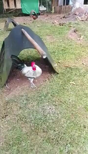 Video from DanLig’s Warriors's post
