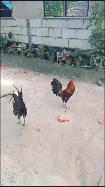 Video from JRBC Backyard's post