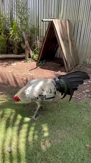 Video from JDT Backyard De Passi's post