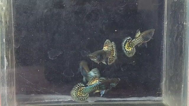 Video from Choy Gup's's post