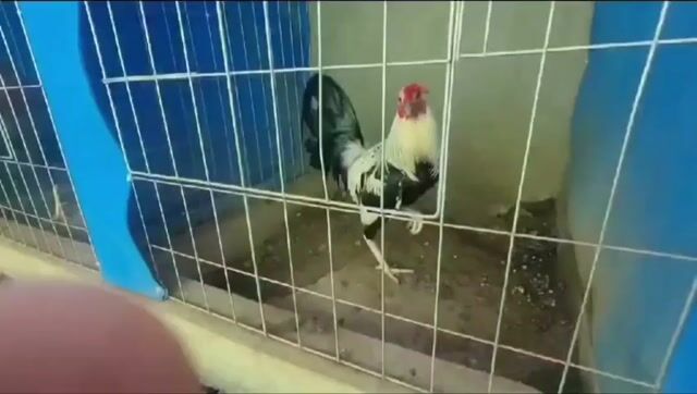 Video from Golders Green Gamefarm's post