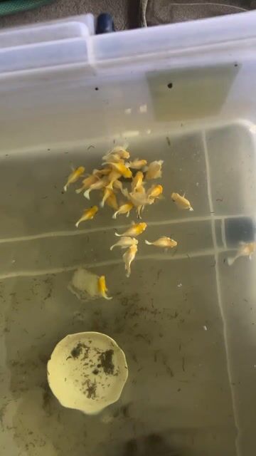Video from Humphrey Cabangangan's post