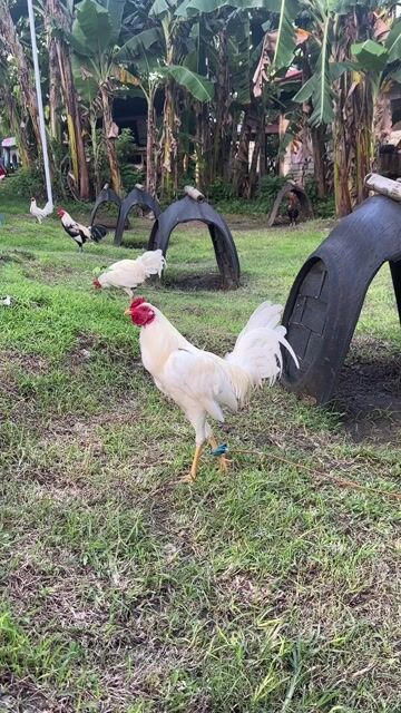 Video from AnakNiTiting Gamefowl (ANT)'s post