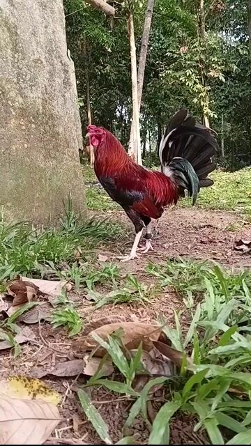 Video from Patrick Baoy's post