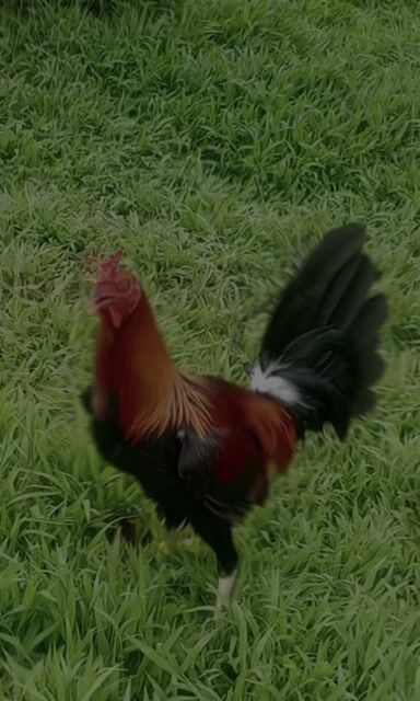 Video from Clyde Jenava Chatima Gamefarm's post