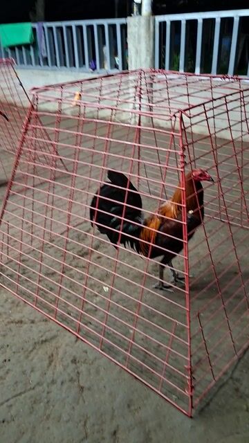 Video from ACV SUPERVEL GAMEFARM's post