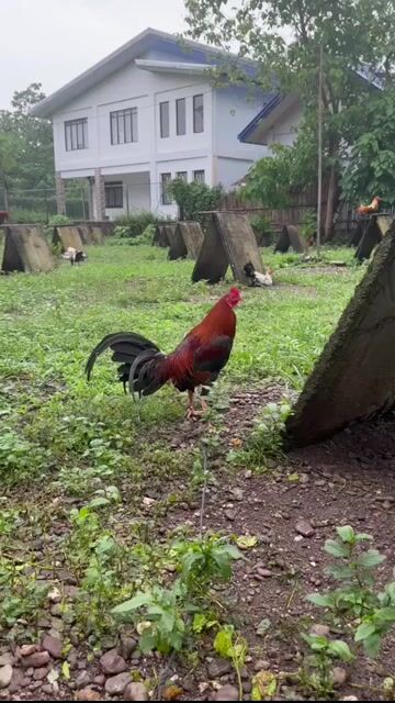 Video from JFL Sta Lucia Gamefarm's post