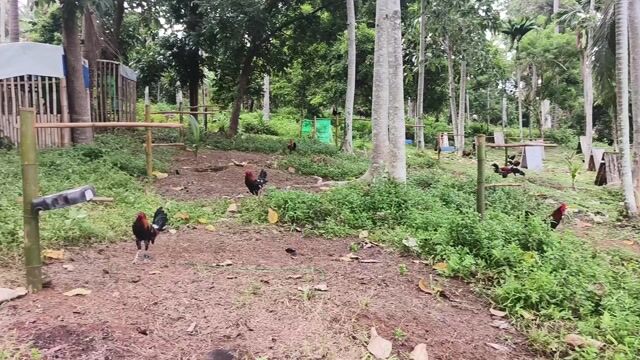 Video from Karl Bustillo's post