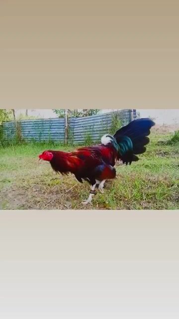 Video from Oscar Phillip Limpio's post