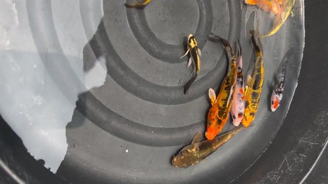 Video from Aurea pet store's post