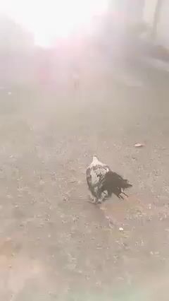 Video from Joshua M. Racraquin's post