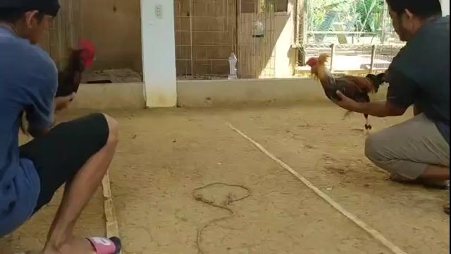 Video from AnakNiTiting Gamefowl (ANT)'s post