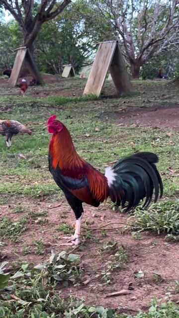 Video from Jayr Lazatin's post