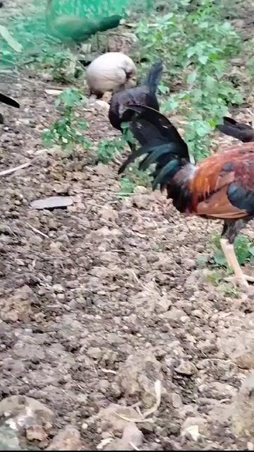 Video from Manok bisaya's post