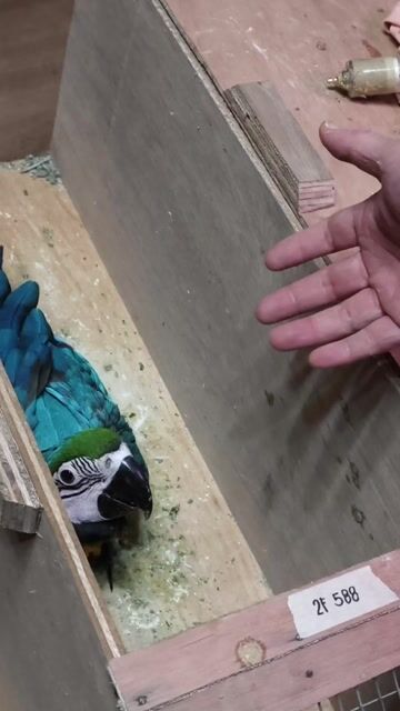 Video from Florante Gozon's post