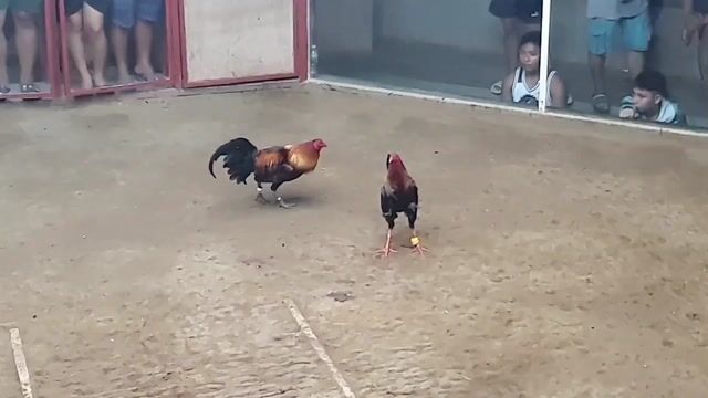 Video from Golders Green Gamefarm's post