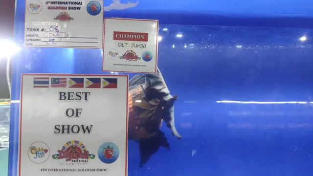 Video from Goldfish Geeks's post