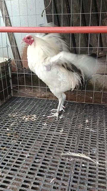 Video from Jeffrey Santos Lucenia's post