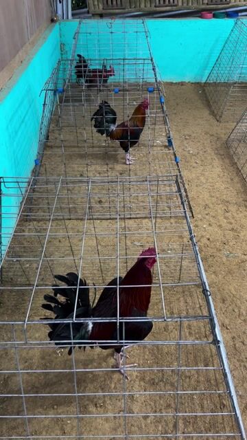 Video from Anino Sa Balite Game Farm's post