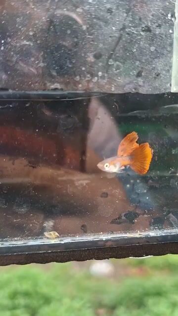 Video from Ricleo Aquatics • Digos City's post