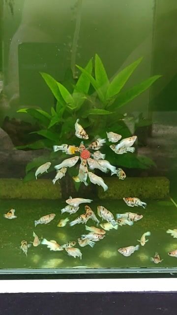 Video from MOLLY ISLA Aquatics's post
