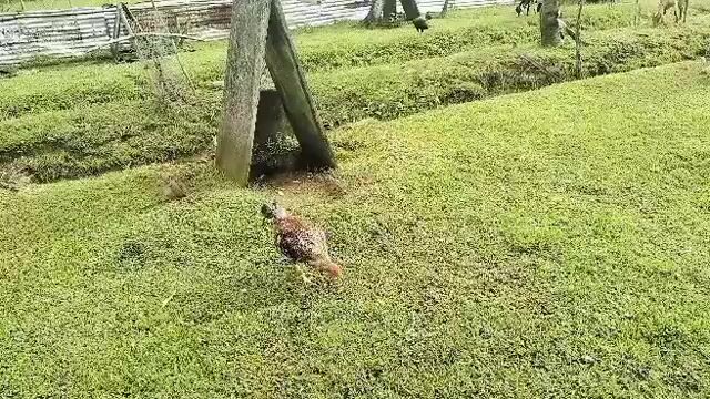 Video from Jowen M. Ramos's post