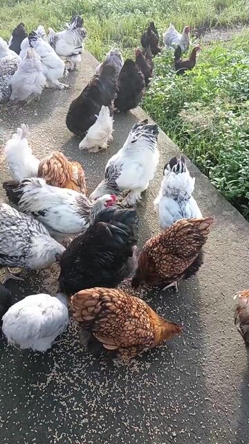 Video from Aznos Chickens's post