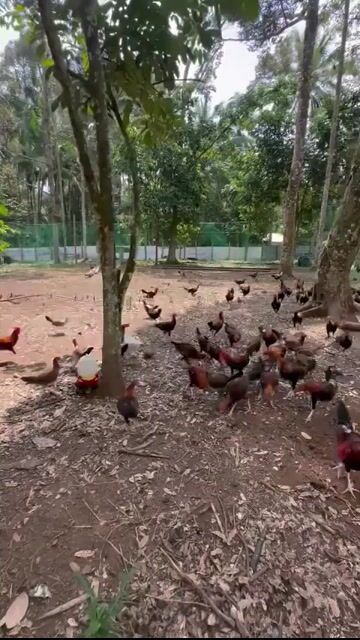 Video from Charles Nick Viray's post