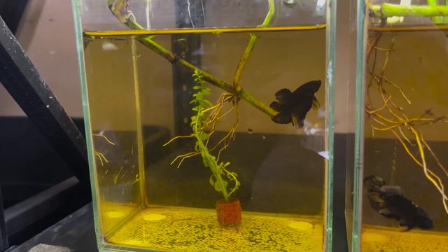 Video from viper betta's post