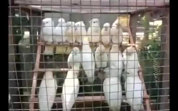 Video from marie's post