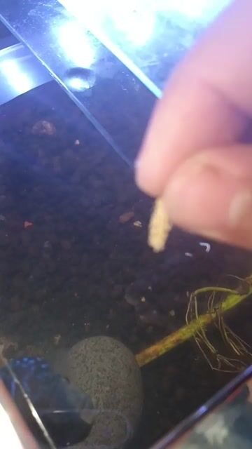Video from Adrian Yuzon's post