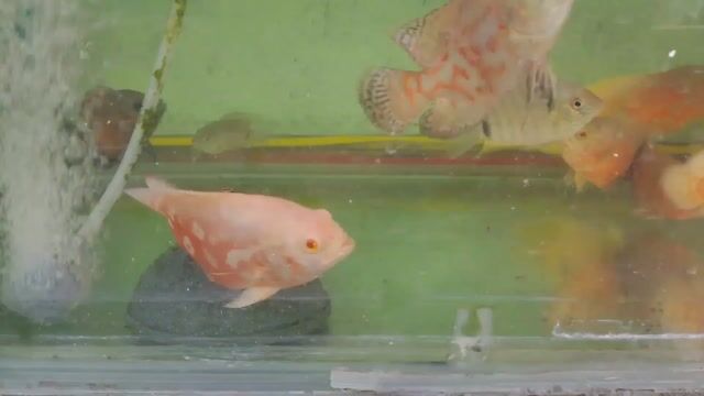 Video from Rooftop Aquatic's post