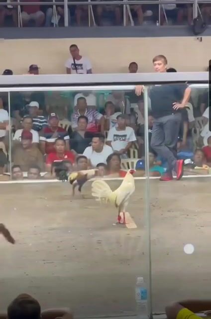 Video from D' AZINEC Gamefarm's post