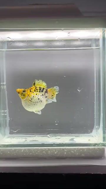 Video from FishRa Aquatic's post