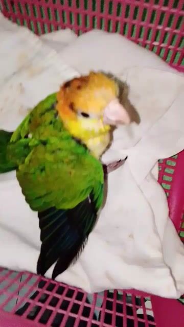 Video from Florante Gozon's post