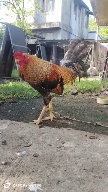 Video from Ydolo Backyard's post