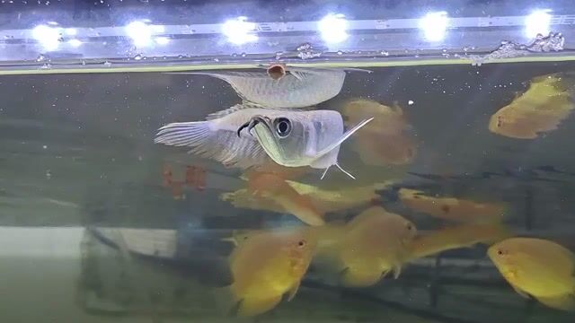 Video from KyusiGarageAquatics's post