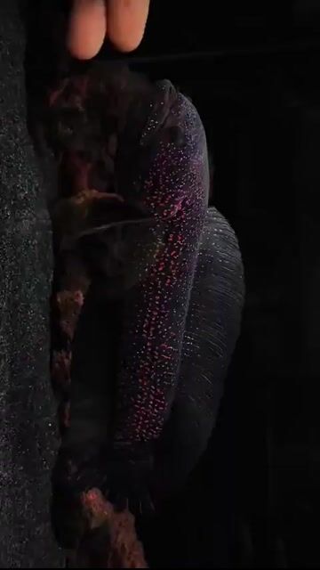 Video from Primo pet cartel's post