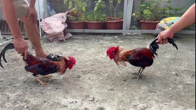 Video from Vash lillo's post