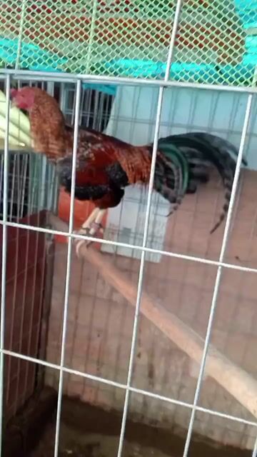 Video from Kenneth John Roxas's post