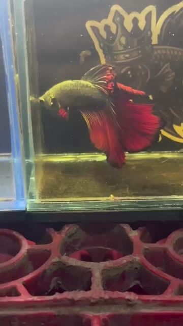 Video from Betta Prince's post
