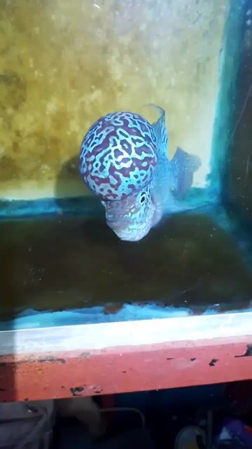 Video from Bailey's Flowerhorn's post