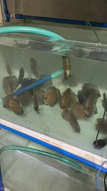 Video from ronald loyola's post