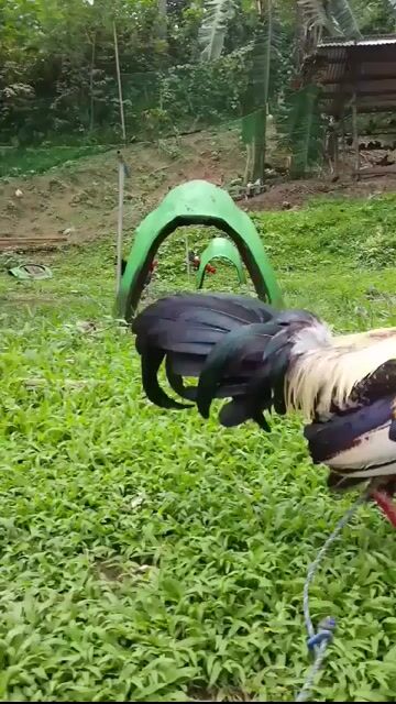 Video from BDM NHOI GAMEFARM's post