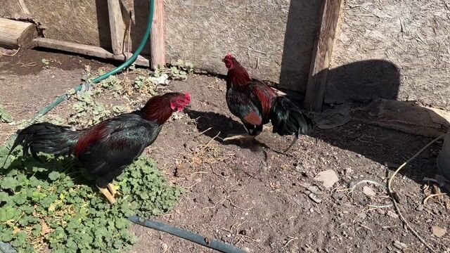 Video from Starcey GameFarm's post